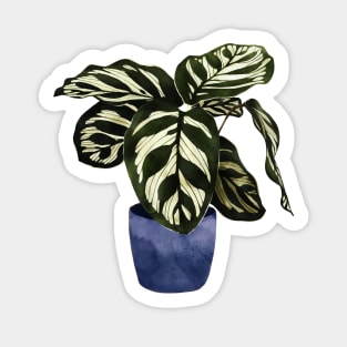 Calathea plant indoorplant Sticker